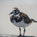 Ruddy Turnstone