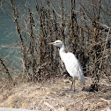 Intermediate Egret