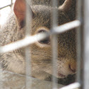 Eastern grey squirrel