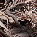 Lizard