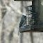 Tufted Titmouse