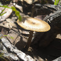 Fringed Polypore