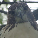 Red-tailed Hawk