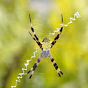 Hawaiian garden spider