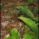 Blue Bead Lily, Yellow Clintonia