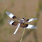 Widow Skimmer