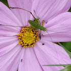 Common meadow katydid nymph
