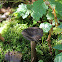 Unknown Mushroom