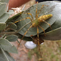 Green Lynx Spider