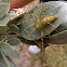 Green Lynx Spider