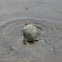 Blandings Turtle