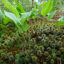 Moss