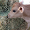 Calf