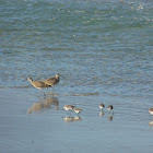 Whimbrel