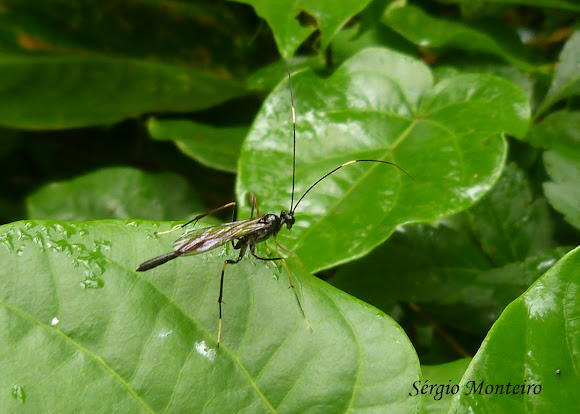Spotting Image 1