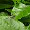 Ichneumon Wasp