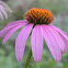 purple cone flower