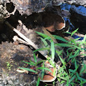 Shelf fungus