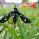 Polka-Dot Wasp Moth