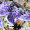 Trichaptum sp.
