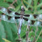 Twelve-Spotted Skimmer