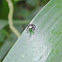 Bold Jumping Spider
