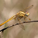 Libélula (Scarlet darter)