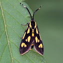 Wasp moth