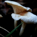 Frosty Funnnel