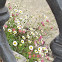 Latin American Fleabane