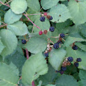 Boysenberries