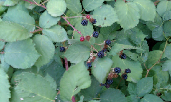 Spotting Image 1