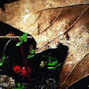 Acer Leafs