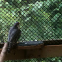 Hawk