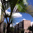 Palmeira