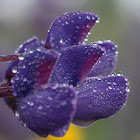 Large-leaved Lupine