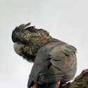 Red tail Cokatoo