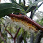Caterpillar