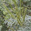 False Indigo