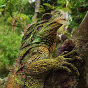 Philippine Sailfin Lizard