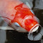 Koi