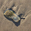 Salp
