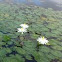 Water lily