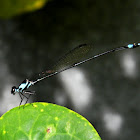 damselfly