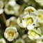 Waxflower