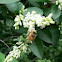 Honey bee