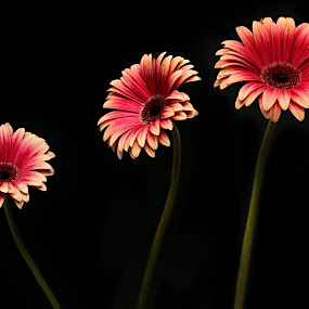 Three of a Kind by Jen Millard - Artistic Objects Other Objects ( simple, daisy, flower )