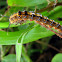 Unknown caterpillar