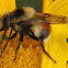 Syrphid Fly
