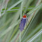 Pale-bordered Cockroach